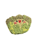 Lattughino 🥬